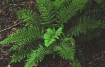 Fern, Japanese Tassel
