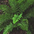 Ferns: Polystichum polyblepharum