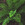 Ferns: Polystichum polyblepharum