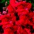 Snapdragon_antirrhinum_majus_arrow_tm_deep_red-1