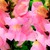 Snapdragon_antirrhinum_majus_arrow_tm_pink-1