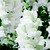 Snapdragon_antirrhinum_majus_arrow_tm_white-1