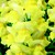 Snapdragon_antirrhinum_majus_arrow_tm_yellow-1