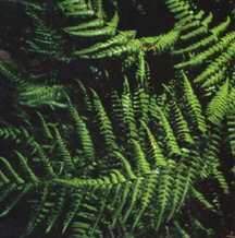 Fern, Japanese Shield