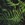 Ferns: Dryopteris erythrosora