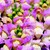 Snapdragon_antirrhinum_majus_montego_tm_blush-1
