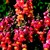 Snapdragon_antirrhinum_majus_montego_tm_bronze-1
