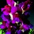 Snapdragon_antirrhinum_majus_montego_tm_burgundy_bicolor-1
