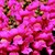 Snapdragon_antirrhinum_majus_montego_tm_pink-1