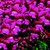 Snapdragon_antirrhinum_majus_montego_tm_purple-1