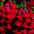 Snapdragon_antirrhinum_majus_montego_tm_red-1