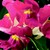 Snapdragon_antirrhinum_majus_montego_tm_rose_bicolor-1