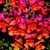 Snapdragon_antirrhinum_majus_montego_tm_sunset-1