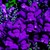 Snapdragon_antirrhinum_majus_montego_tm_violet-1