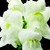 Snapdragon_antirrhinum_majus_montego_tm_white-1