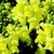 Snapdragon_antirrhinum_majus_montego_tm_yellow-1