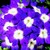 Verbenas_verbena_x_hybrida_obsession_tm_blue_with_eye-1