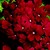 Verbenas_verbena_x_hybrida_obsession_tm_bordeaux-1