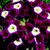Verbenas_verbena_x_hybrida_obsession_tm_burgundy_with_eye-1