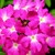 Verbenas_verbena_x_hybrida_obsession_tm_coral_with_eye-1