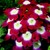 Verbenas_verbena_x_hybrida_obsession_tm_crimson_with_eye-1