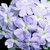Verbenas_verbena_x_hybrida_obsession_tm_lavender-1