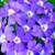 Verbenas_verbena_x_hybrida_obsession_tm_light_blue_with_eye-1
