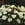 Bulbs: Anemone blanda 'White Splendor'