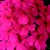 Verbenas_verbena_x_hybrida_obsession_tm_pink-1