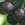 Cherry: Prunus avium 'Royalton'