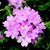 Verbenas_verbena_x_hybrida_obsession_tm_pink_chiffon-1