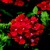 Verbenas_verbena_x_hybrida_obsession_tm_red-1