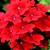 Verbenas_verbena_x_hybrida_obsession_tm_scarlet-1