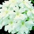Verbenas_verbena_x_hybrida_obsession_tm_white-1