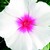 Vinca_catharanthus_roseus_sundress_tm_white_with_eye-1