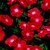Vinca_catharanthus_roseus_sunglow_tm_scarlet_w_eye-1