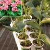Cannas_canna_tropical_rose_tropical_series-1
