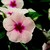 Vinca_catharanthus_roseus_sunshower_tm_apricot-1
