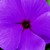 Vinca_catharanthus_roseus_sunshower_tm_lilac-1
