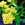 Perennials: Lantana 'Gold Mound'