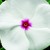 Vinca_catharanthus_roseus_sunshower_tm_white_with_eye-1