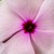 Vinca_catharanthus_roseus_sunstorm_r_apricot-1