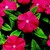 Vinca_catharanthus_roseus_sunstorm_r_bright_red-1