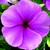 Vinca_catharanthus_roseus_sunstorm_r_deep_lilac-1