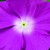 Vinca_catharanthus_roseus_sunstorm_r_orchid-1