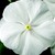 Vinca_catharanthus_roseus_sunstorm_r_pure_white-1