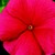 Vinca_catharanthus_roseus_sunstorm_r_red-1