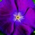 Vinca_catharanthus_roseus_sunstorm_r_violet_w_eye-1