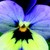 Violas_viola_cornuta_endurio_r_blue_yellow_w_purple_wing-1