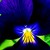 Violas_viola_cornuta_endurio_r_pure_violet-1